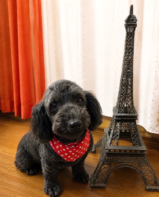 愛犬とエッフェル塔